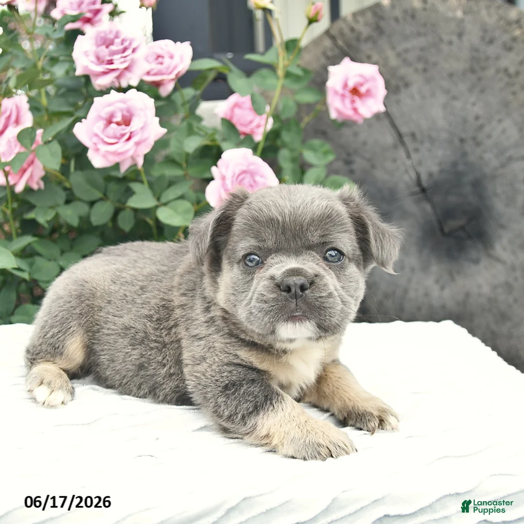 French Bulldog dogs for sale: Sage  - Ad 2