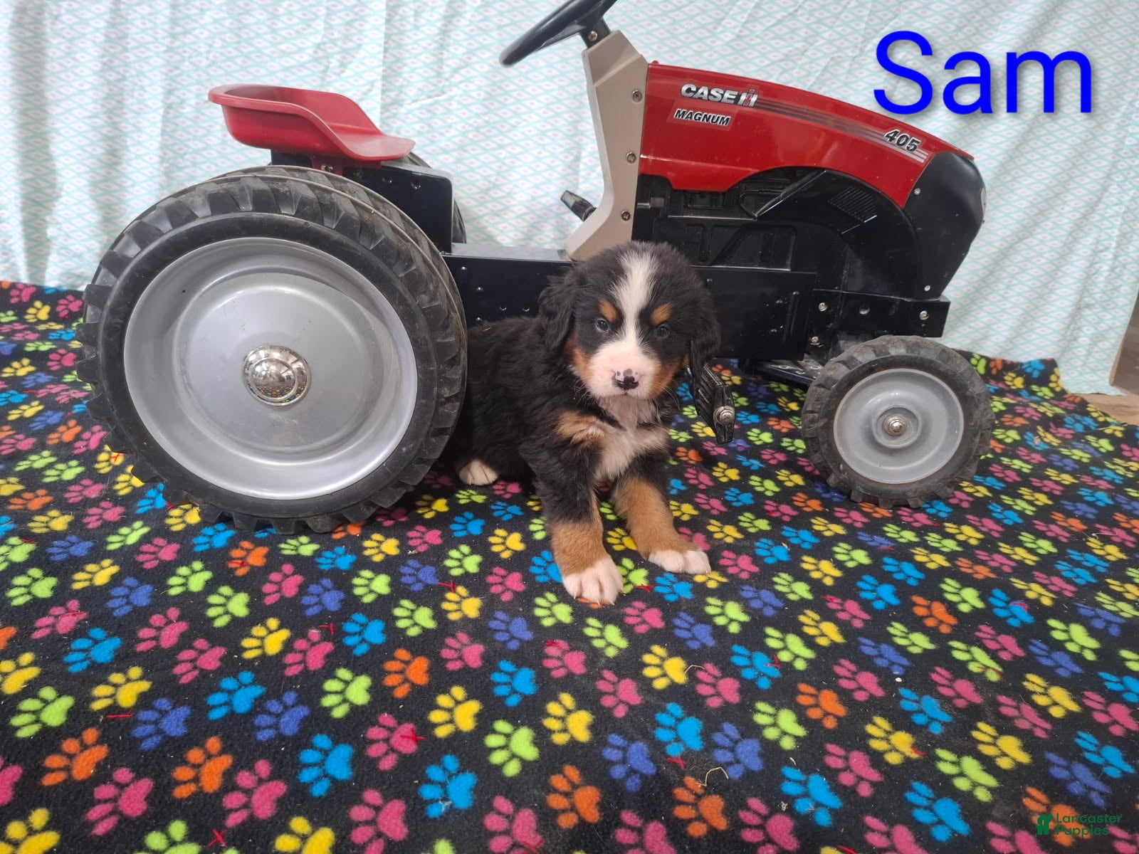 Bernese Mountain Dog dogs Sam - Ad 2