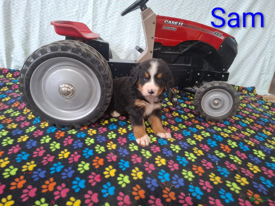 Bernese Mountain Dog dogs for sale: Sam - Ad 2