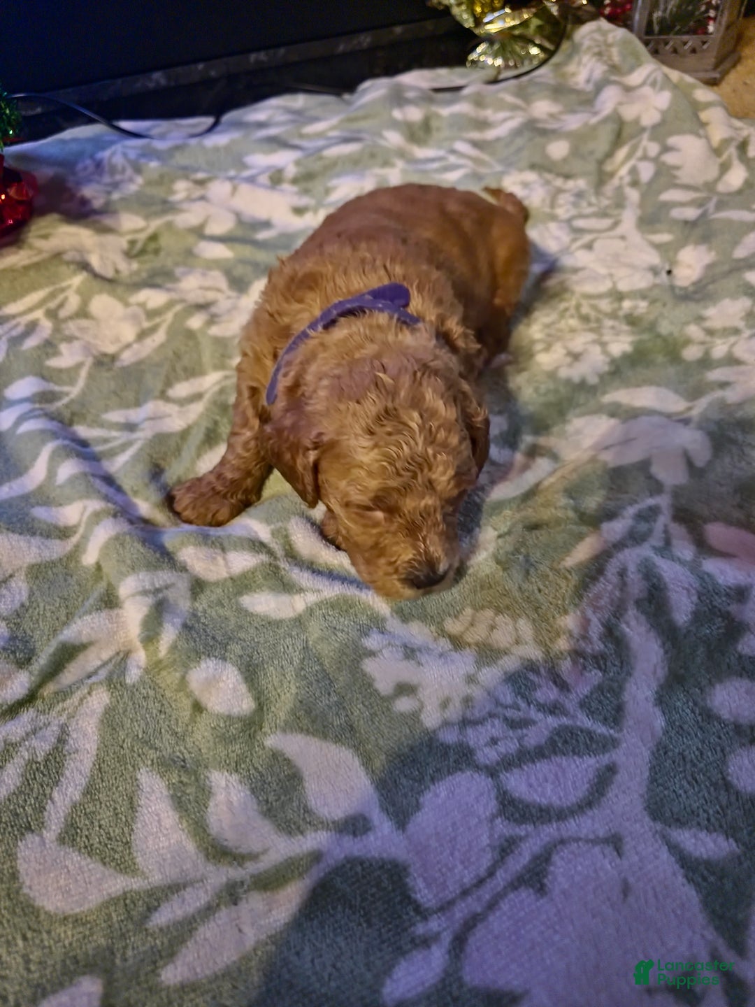 Mini Goldendoodle dogs for sale: Bella - Ad 12