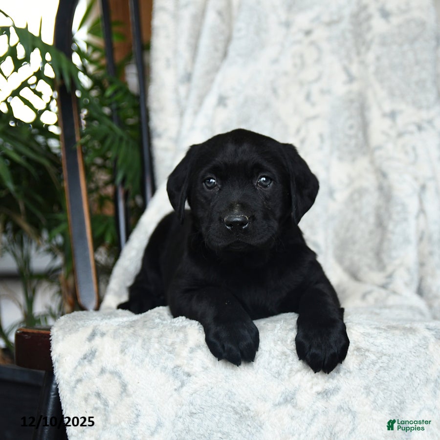 Labrador Retriever dogs Beans - Ad 17