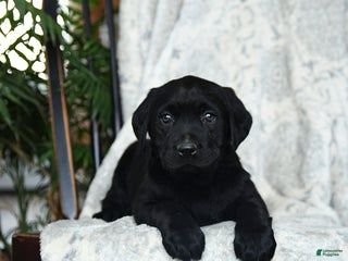 Labrador Retriever dogs Beans - Ad 3