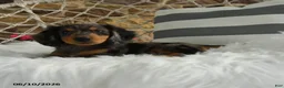 Dachshund dogs for sale: Jackson - Ad 3