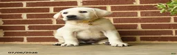 Labrador Retriever dogs for sale: Dodge  - Ad 5