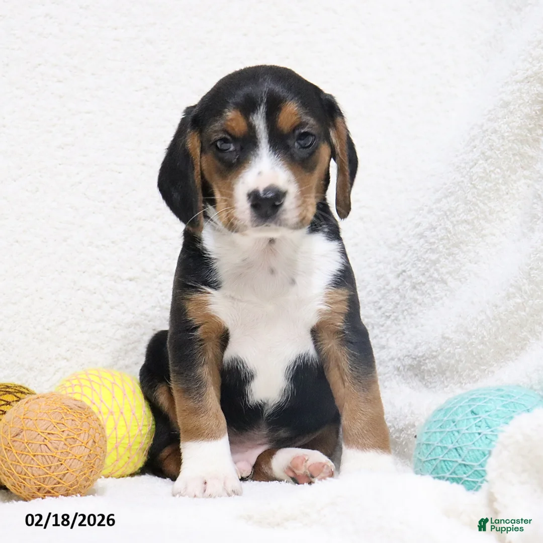 Beagle dogs for sale: Nitro - Ad 12