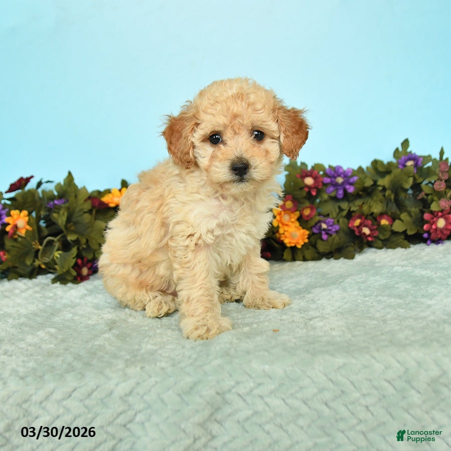 Miniature Poodle dogs Beauty - Ad 1