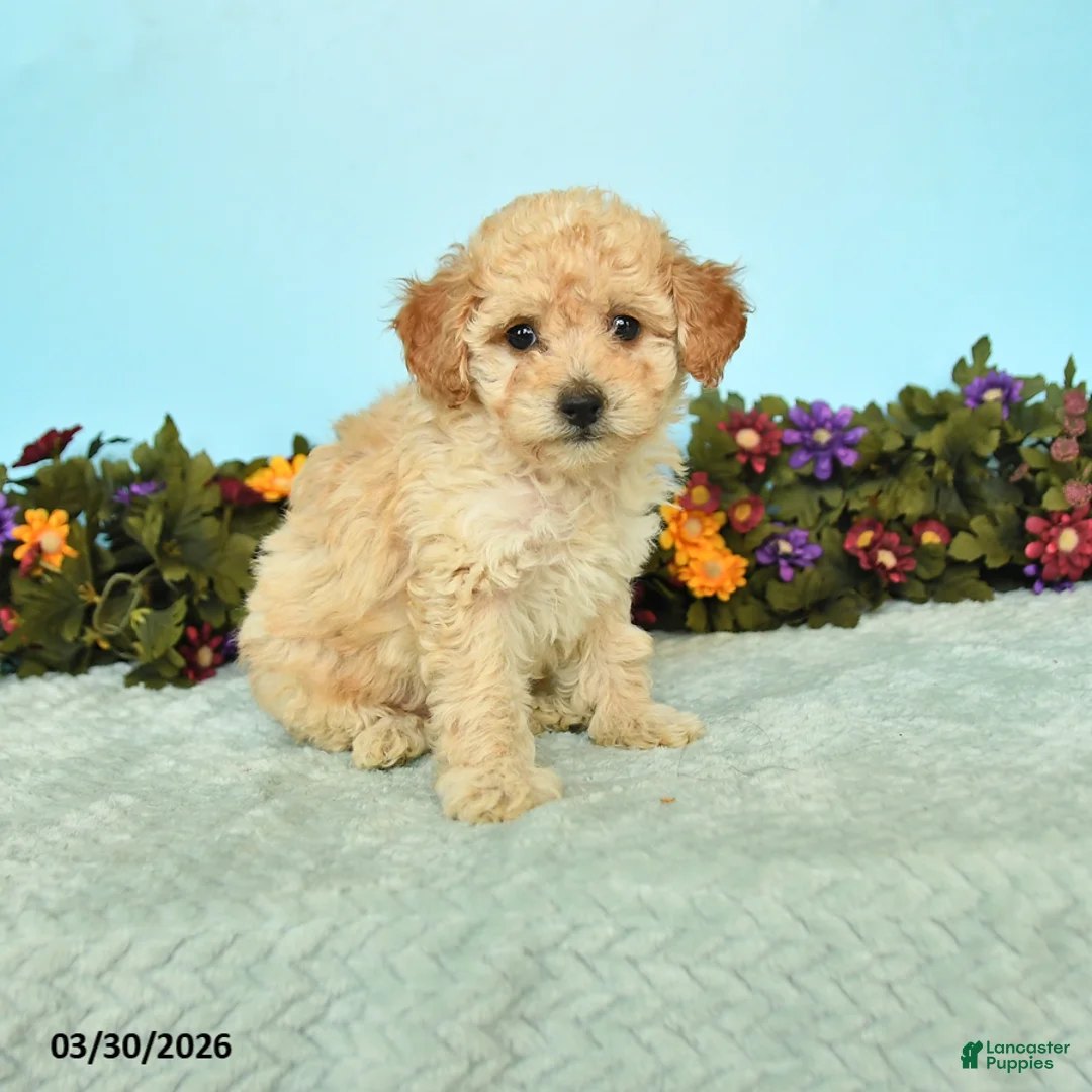 Miniature Poodle dogs for sale: Beauty - Ad 1