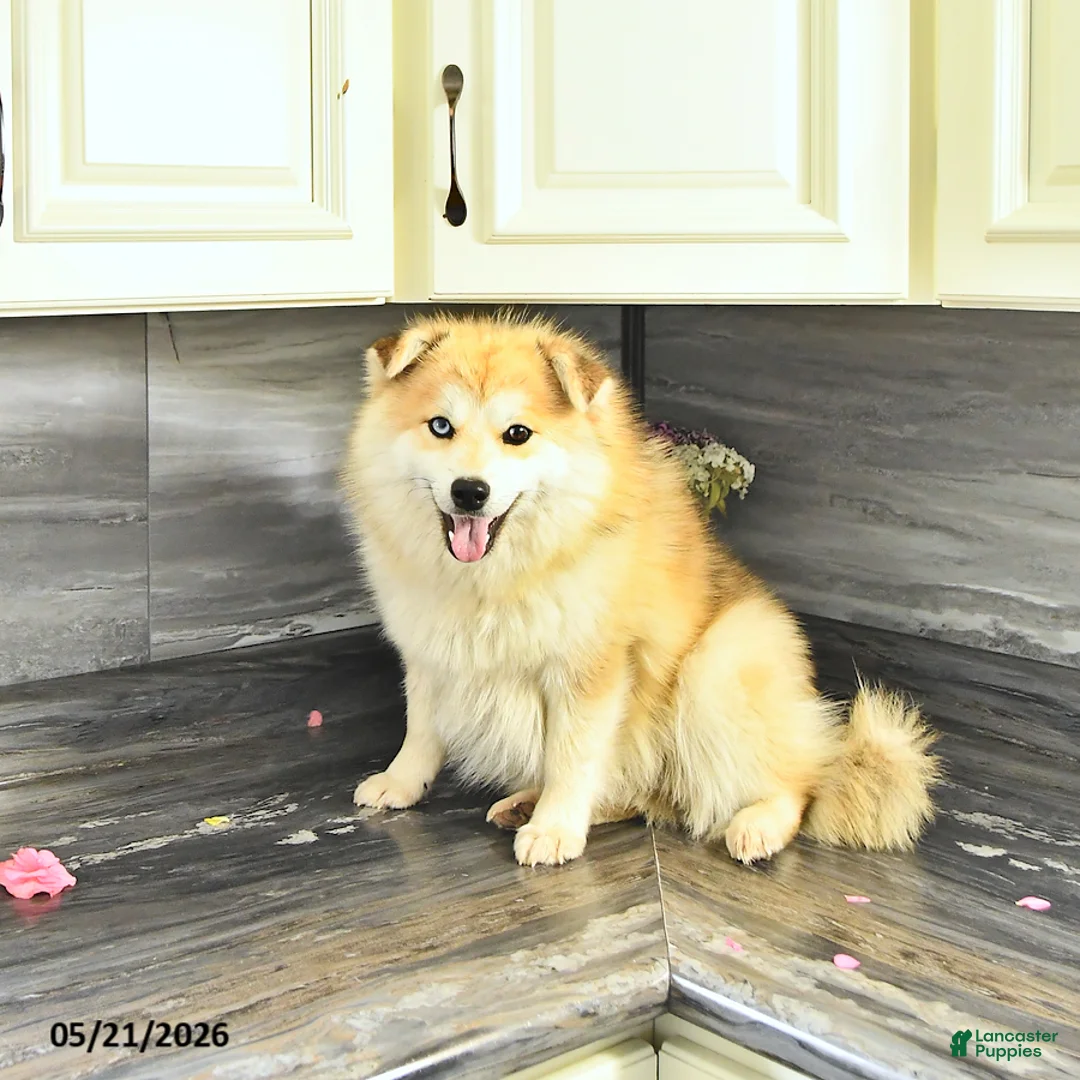 Pomsky dogs for sale: Petunia - Ad 2