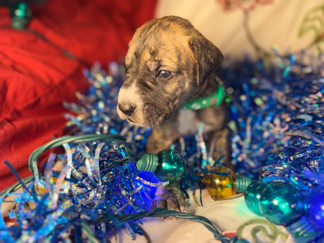 Great Dane dogs for sale: Max - Ad 7