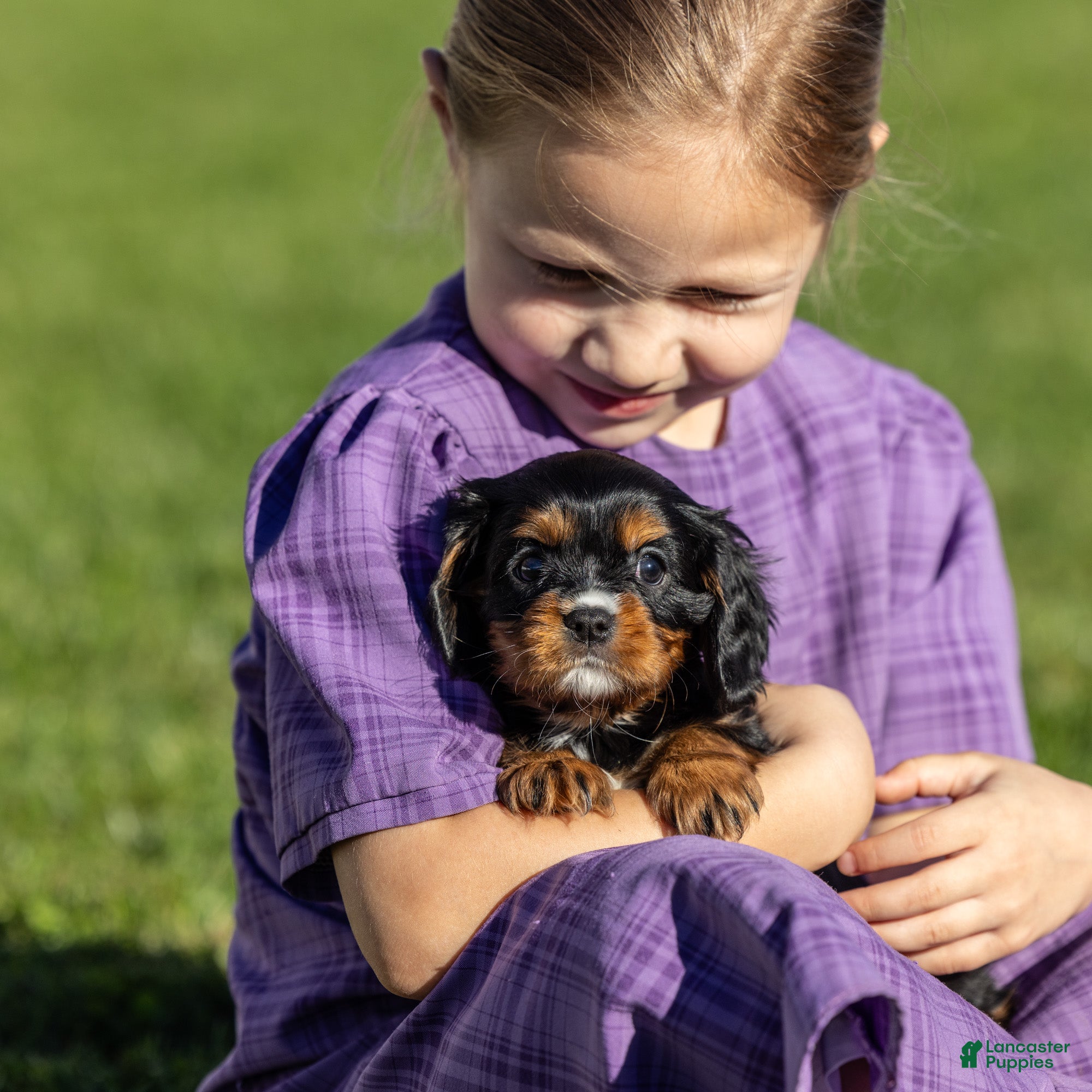 Cavalier King Charles Spaniel dogs Asher - Ad 1