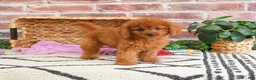 Cavapoo dogs for sale: Beauty  - Ad 8