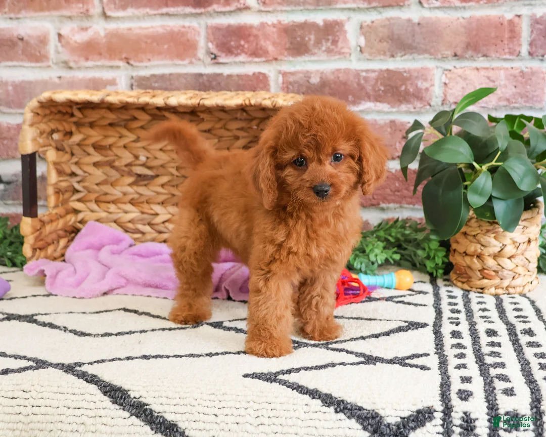 Cavapoo dogs for sale: Beauty  - Ad 8