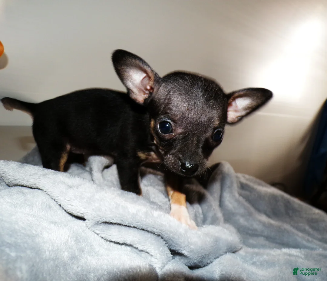 Chihuahua dogs for sale: Chihuahua Puppy 5 Lori - Ad 3