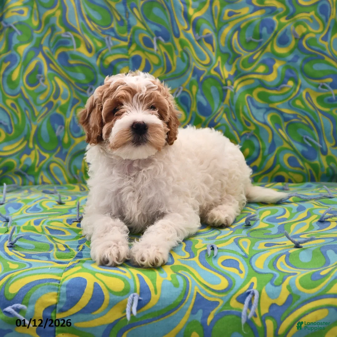 Goldendoodle dogs for sale: Maggie - Ad 4