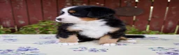 Bernese Mountain Dog dogs for sale: Sadie - Ad 7