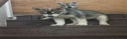 Siberian Husky dogs for sale: Little girl - Ad 3