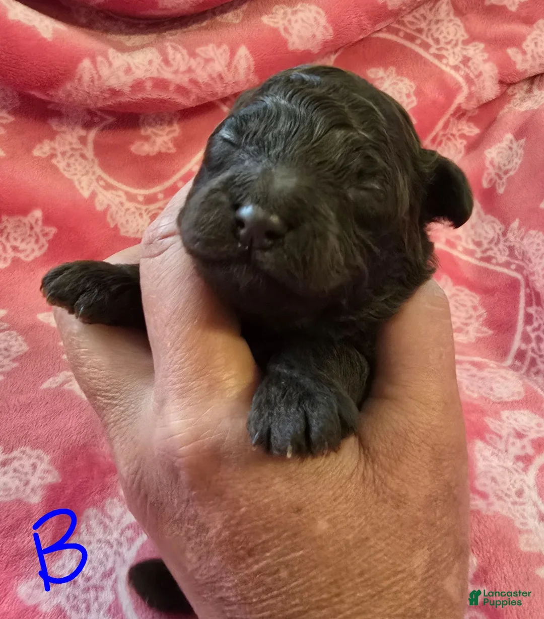 Toy Poodle dogs for sale: Toy Poodle 2 - Ad 1