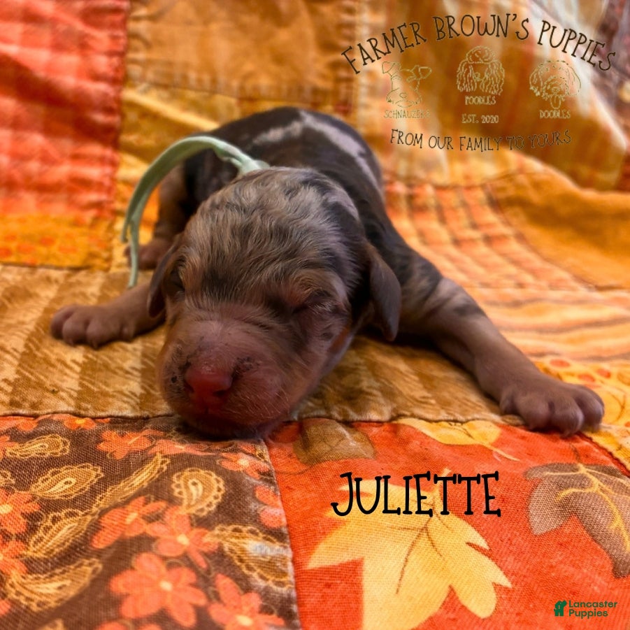 Mixed Breed dogs Juliette - Ad 9