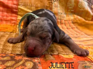 Mixed Breed dogs Juliette - Ad 9