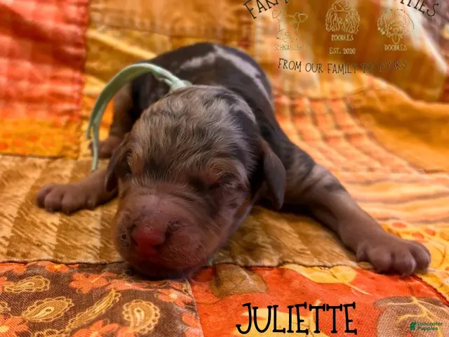 Mixed Breed dogs for sale: Juliette - Ad 21