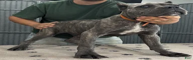 Orange Boy