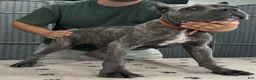 Cane Corso dogs for sale: Orange Boy - Ad 1