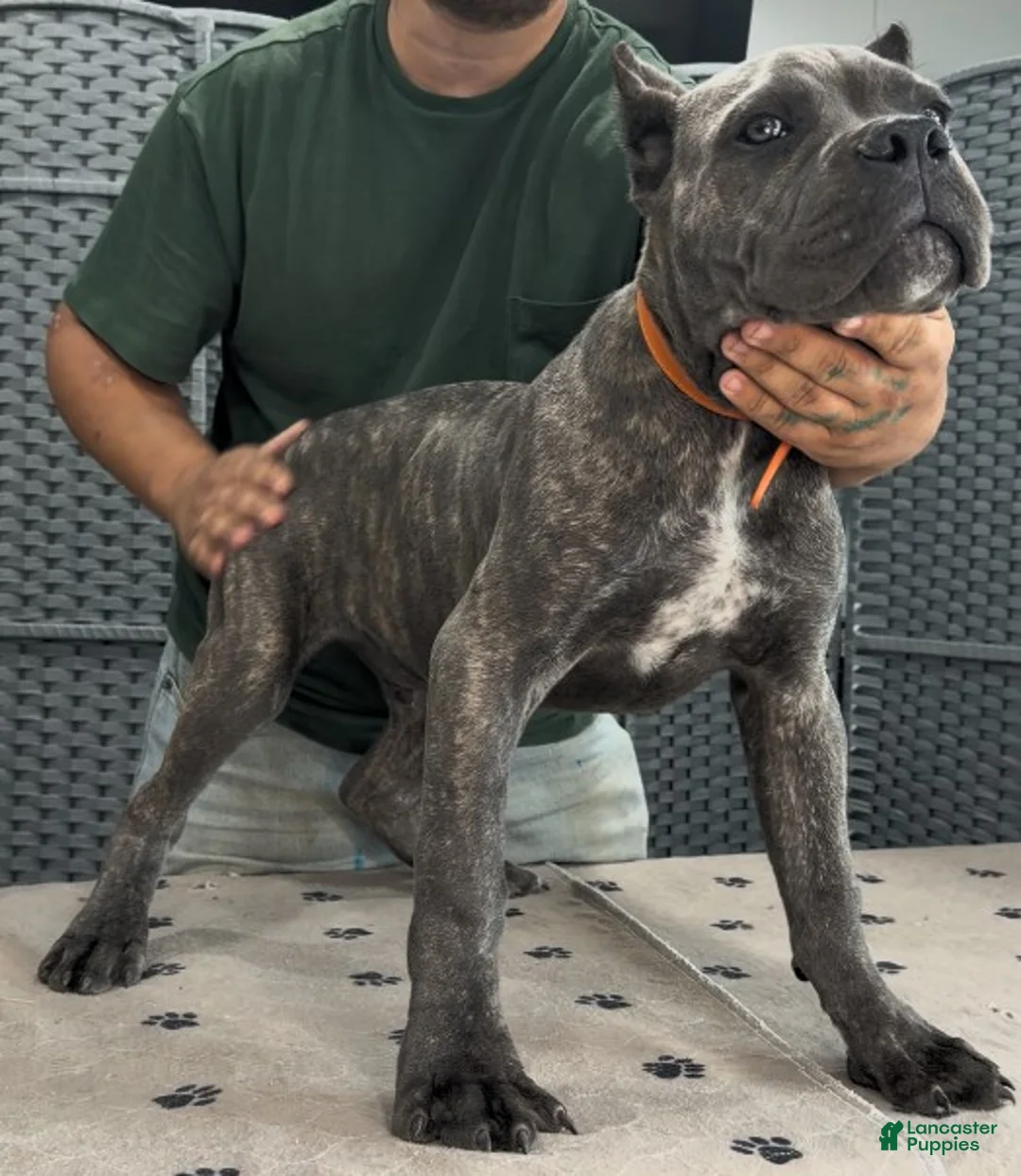 Cane Corso dogs for sale: Orange Boy - Ad 1