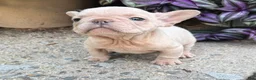 French Bulldog dogs for sale: Luz - Ad 4
