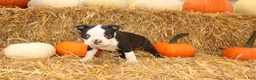 Boston Terrier dogs for sale: Jordan - Ad 2