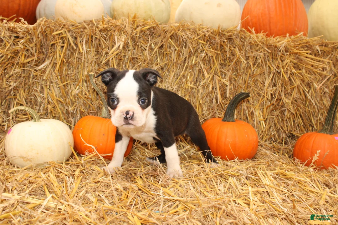 Boston Terrier dogs for sale: Jordan - Ad 2