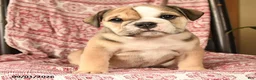 English Bulldog dogs for sale: Bonnie - Ad 2