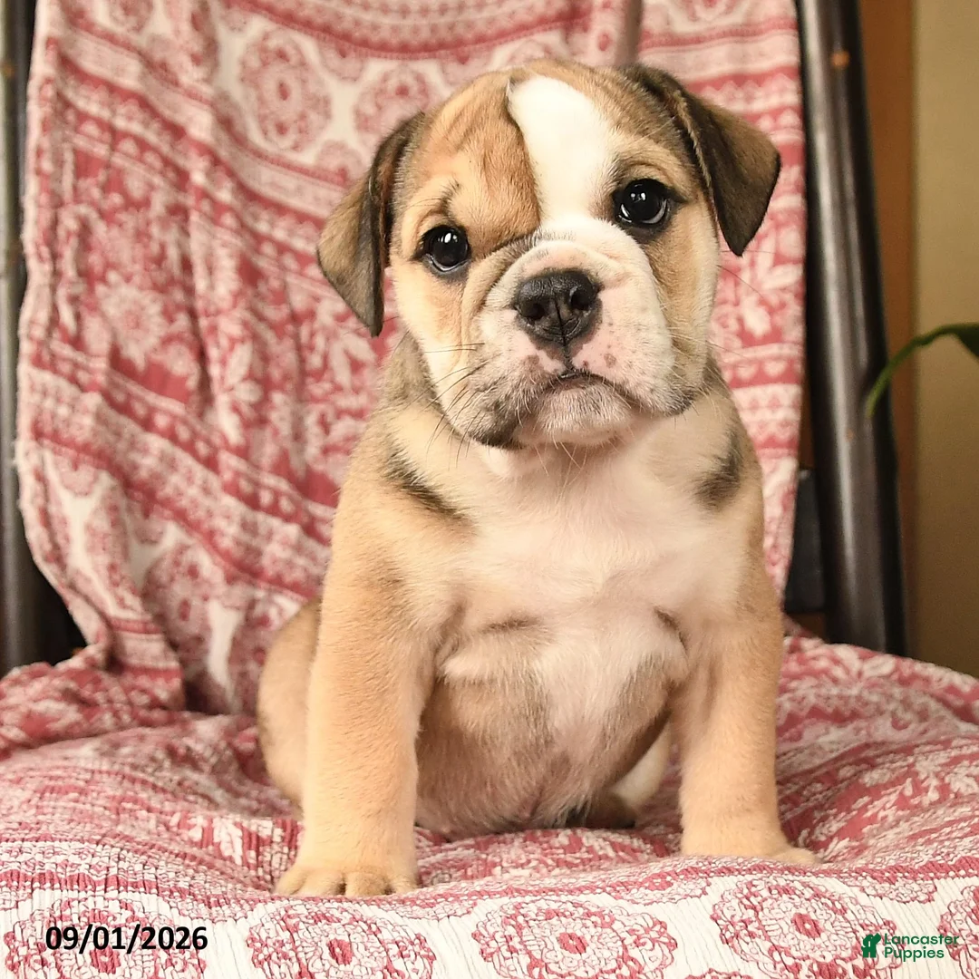 English Bulldog dogs for sale: Bonnie - Ad 2
