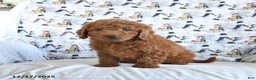 Mini Goldendoodle dogs for sale: Fancy - Ad 3
