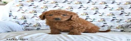 Mini Goldendoodle dogs for sale: Fancy - Ad 3
