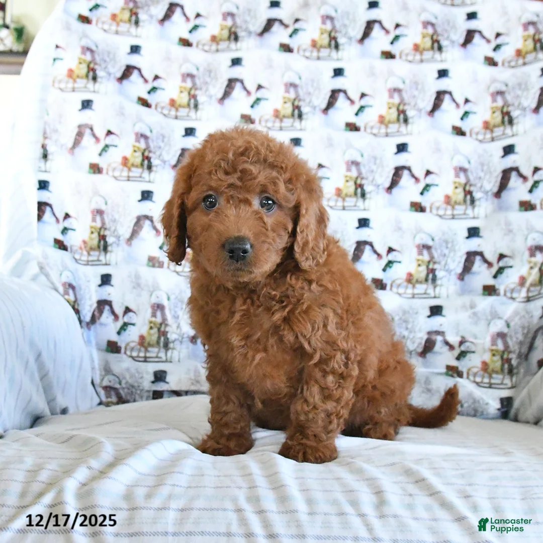 Mini Goldendoodle dogs for sale: Fancy - Ad 3