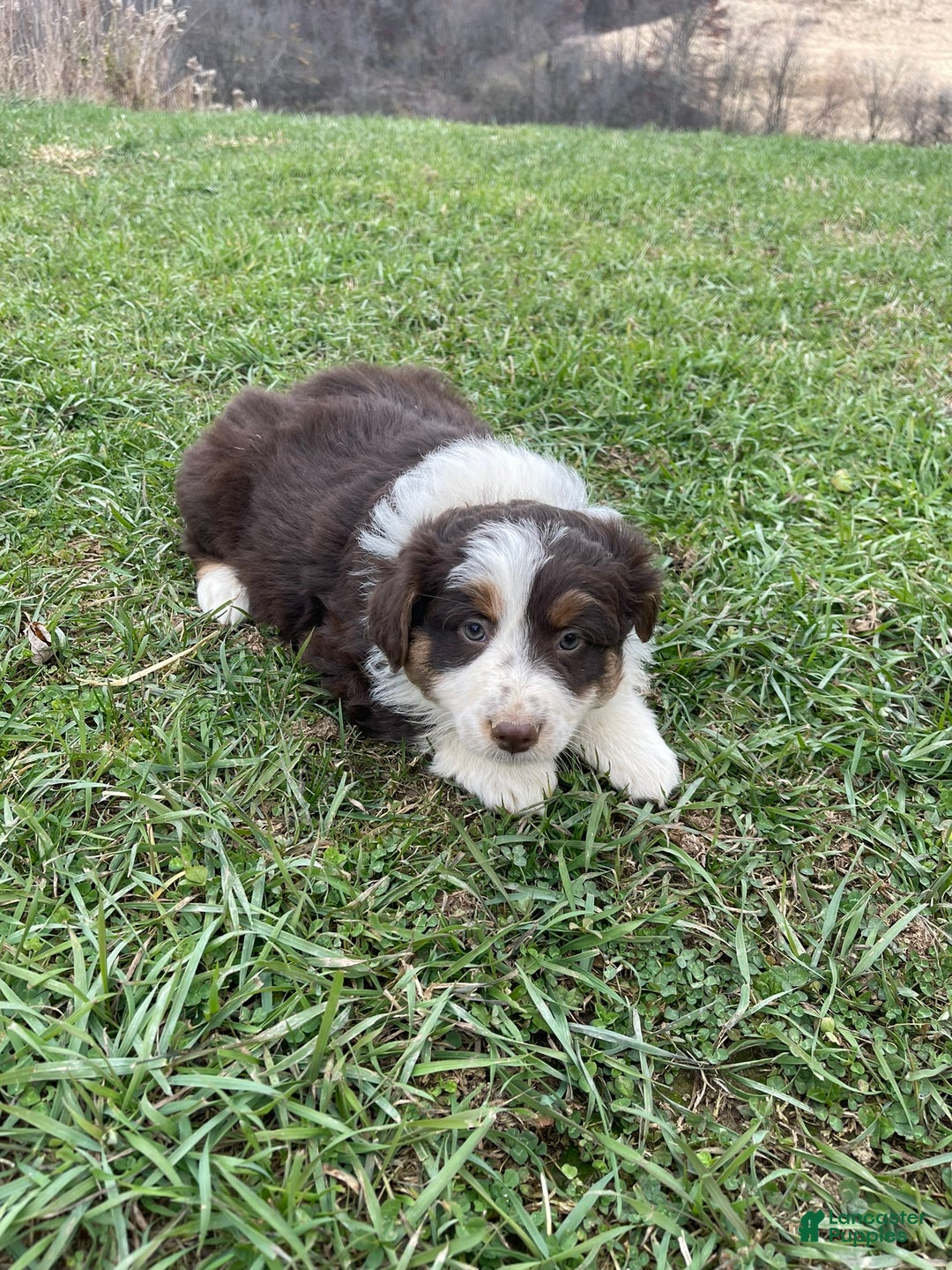 Australian Shepherd dogs for sale: Callie - Ad 6