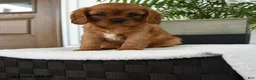 Cavalier King Charles Spaniel dogs for sale: Icon - Ad 5