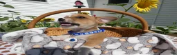 Jack Chi dogs for sale: Jack Chi 1 Tony - Ad 3