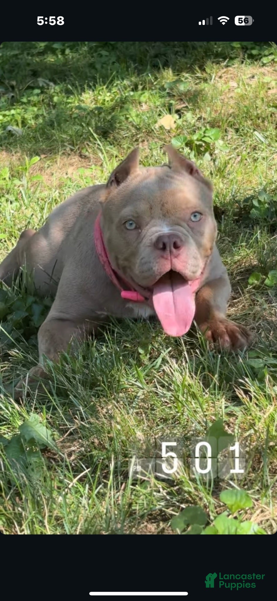 American Bully dogs American Bully 1 - Ad 31