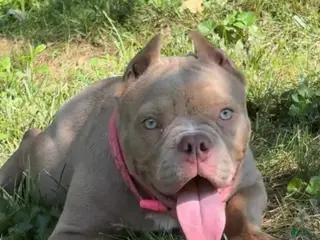 American Bully dogs American Bully 1 - Ad 32