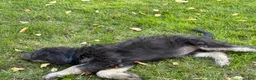 Labradoodle dogs for sale: OCEAN - Ad 14