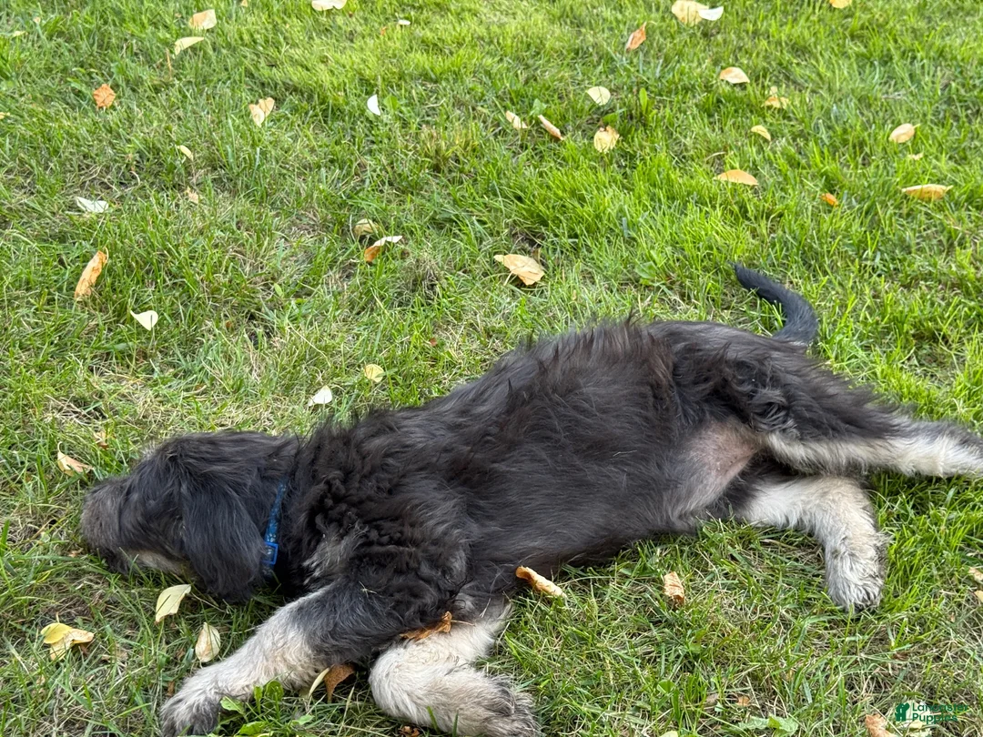 Labradoodle dogs for sale: OCEAN - Ad 14
