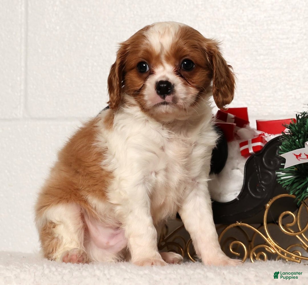 Cavapoo dogs for sale: George - Ad 1