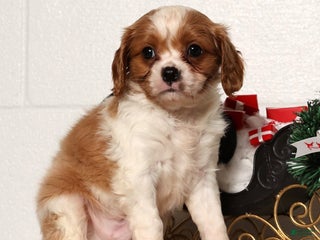 Cavapoo dogs George - Ad 7