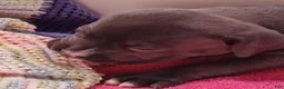 American Bully dogs for sale: American Bully 3- Teddy - Ad 15