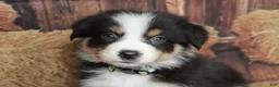 Australian Shepherd dogs for sale: Dawn  - Ad 4