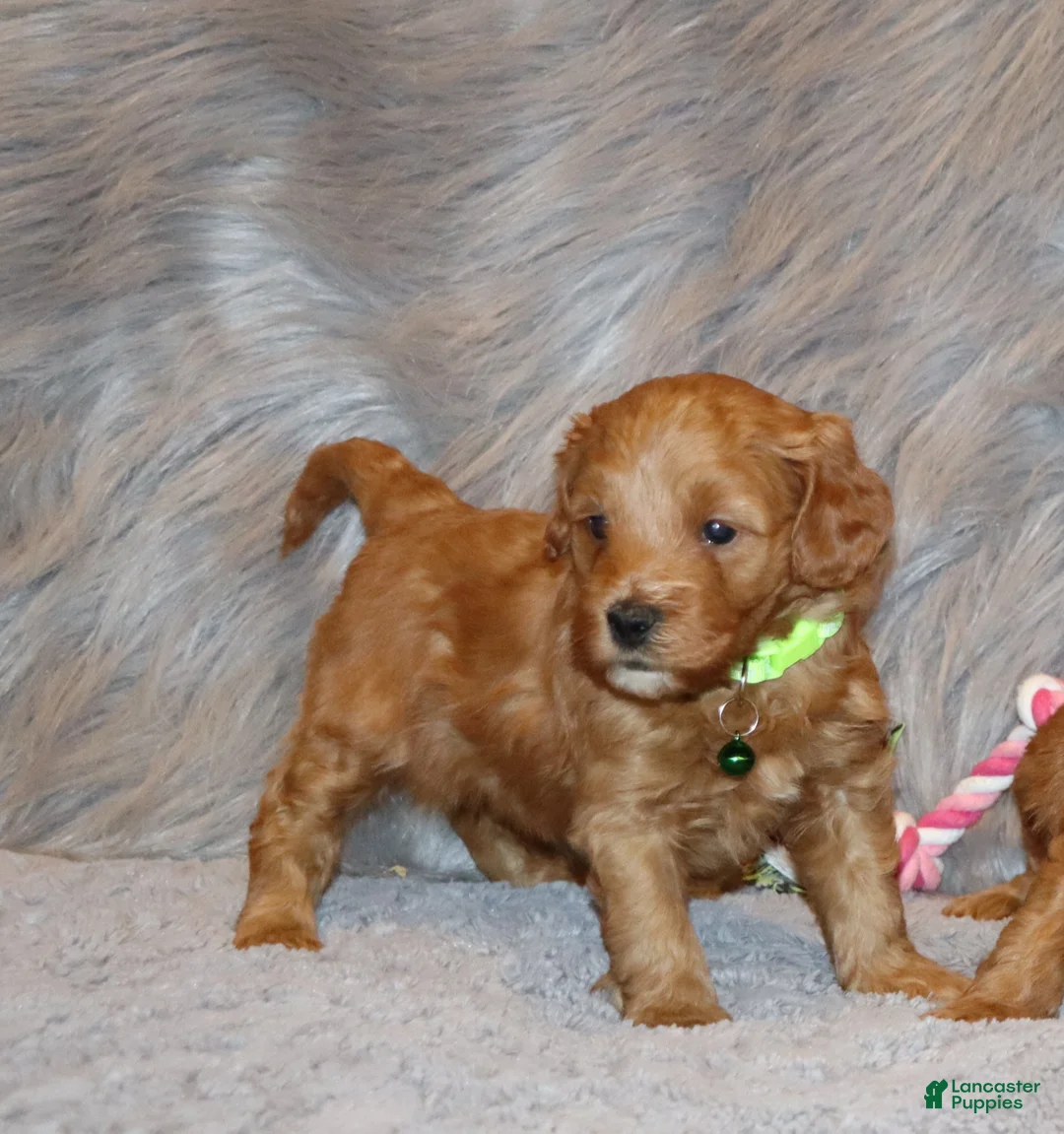 Mini Goldendoodle dogs for sale: Whiskers 🌷 Genetic Clear Parents - Ad 4
