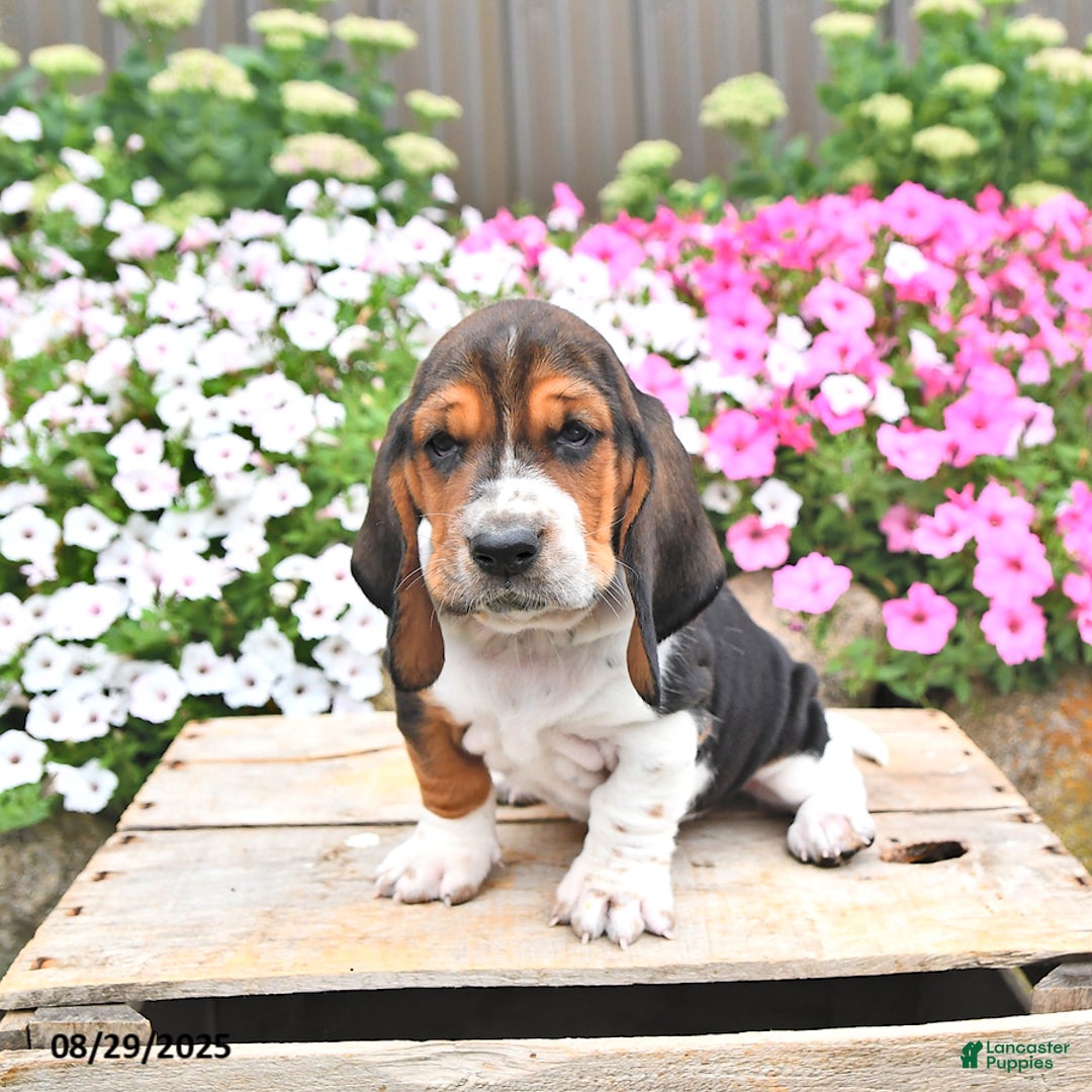 Puppy Sitting Red Basset Hound Puppies Going Up Basset Hound