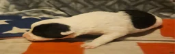 Border Collie dogs for sale: Halley - Ad 5