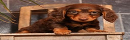 Miniature Dachshund dogs for sale: Teddy - Ad 1